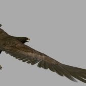 Eagle Flying Animation