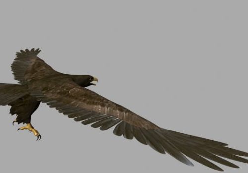 Eagle Flying Animation