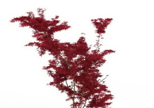 Red Maple Autumn Tree