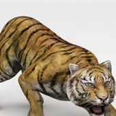 Realistic Sumatran Tiger