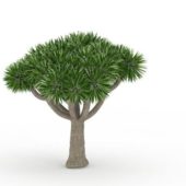 Desert Green Palm Tree
