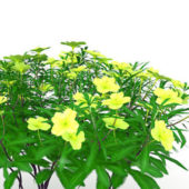 Green Yellow Flowers Plants