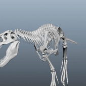 Dinosaur Skeleton Bones