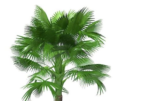 California Green Fan Palm Tree 3D Model - .Max - 123Free3DModels