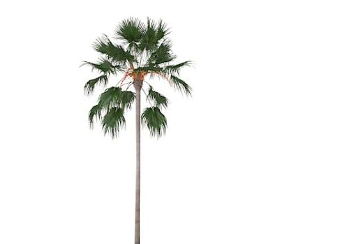 American Palm Tree