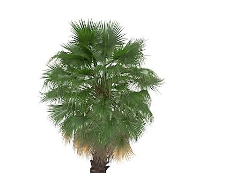 Chinese Green Fan Palm Tree