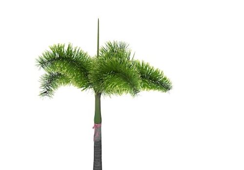 Green Tropical Palm Tree V1