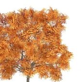 Autumn Ash Tree