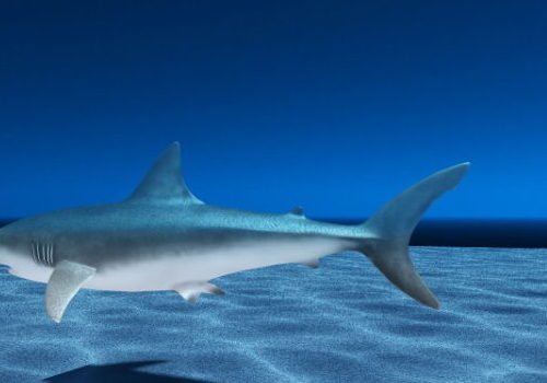 Underwater Ocean Shark