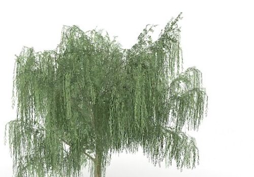 Park Weeping Willow Tree V1