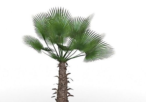 Garden Small Windmill Palm Tree