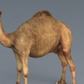 Desert Dromedary Camel Animal