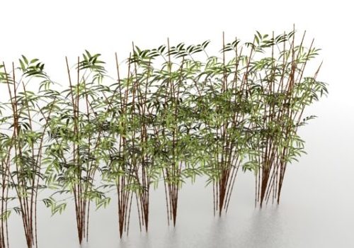 Chinese Bamboo Plants
