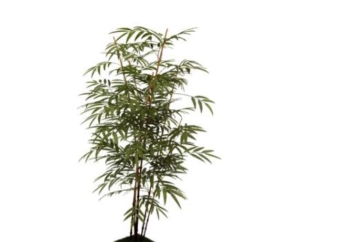 Pot Bamboo Indoor Plant