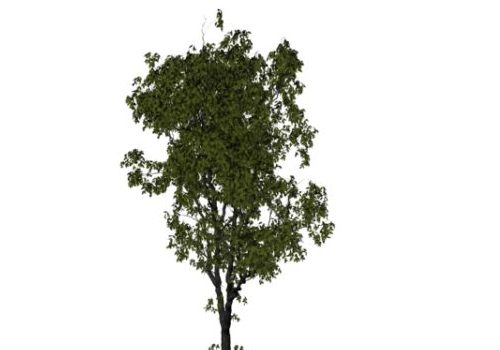 Nature American Elm Tree