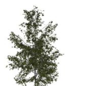 Nature Silver Birch Tree