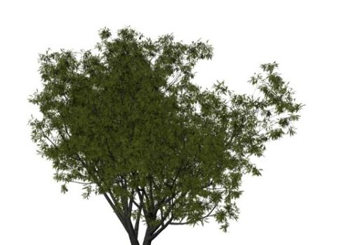 Nature Grey Willow Tree
