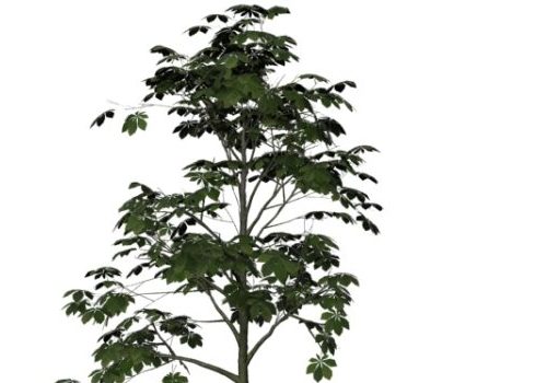 Nature Horse-chestnut Tree