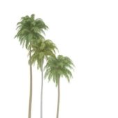 Beach Coconut Palm Tree
