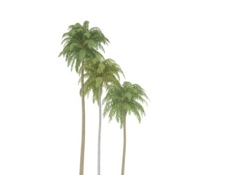 Beach Coconut Palm Tree