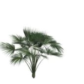 Nature Green Palm Tree V1