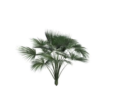 Nature Green Palm Tree V1