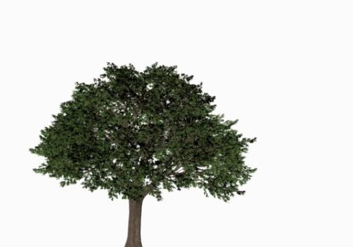 Nature Cypress Tree V1