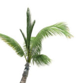 Island Tall Palm Tree V2