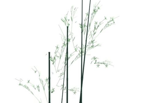 Garden Bamboo Plant