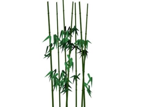 Bamboo Trees Plant