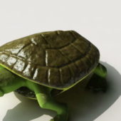 Green Sea Turtle Animal