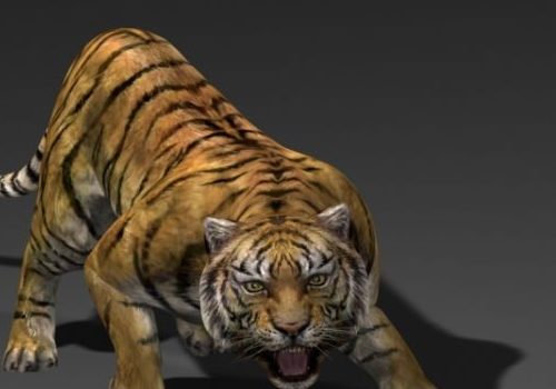 Realistic Sumatran Tiger V1