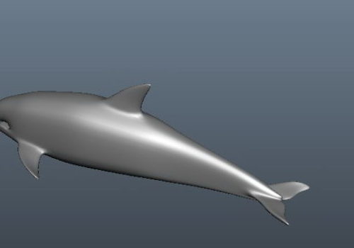 Dolphin Sea Animal
