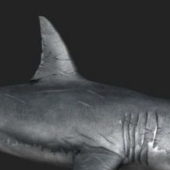 Realistic Great White Shark