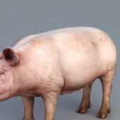Domestic Pig Realistic
