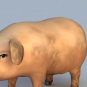Realistic Domestic Pig