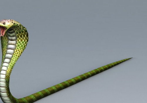 King Cobra Snake | Animals