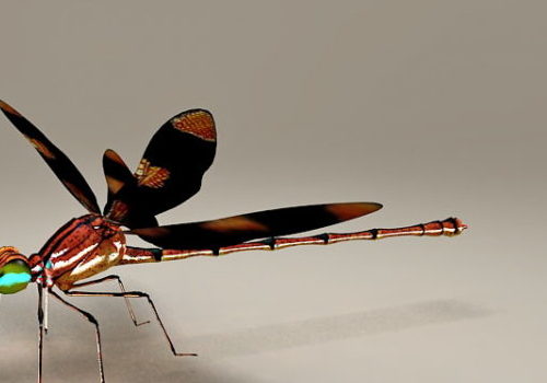 Realistic Dragonfly Insect | Animals