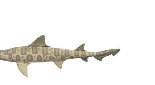 Leopard Shark Sea Fish Animals