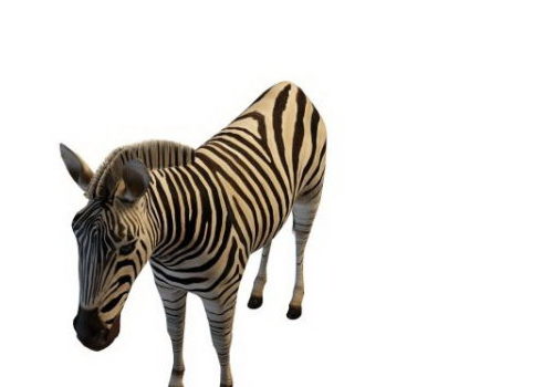 African Plains Zebra Animal Animals