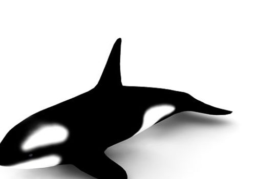 Killer Whale Low Poly Animal Animals