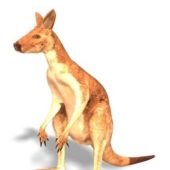 Australian Kangaroo Animals