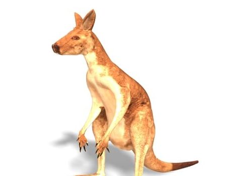 Australian Kangaroo Animals