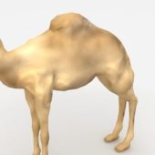Desert Camel Animals