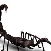 Black Scorpion, Desert Scorpion Animals