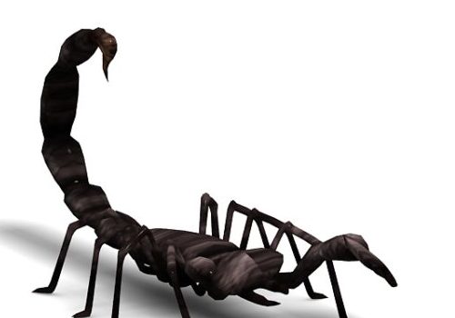 Black Scorpion, Desert Scorpion Animals