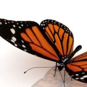 Beautiful Orange Butterfly Animals
