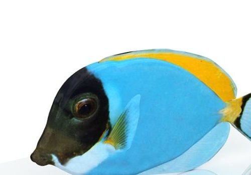 Tropical Sea Fish Animals