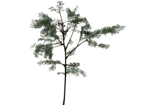 Green Acacia Thorn Tree