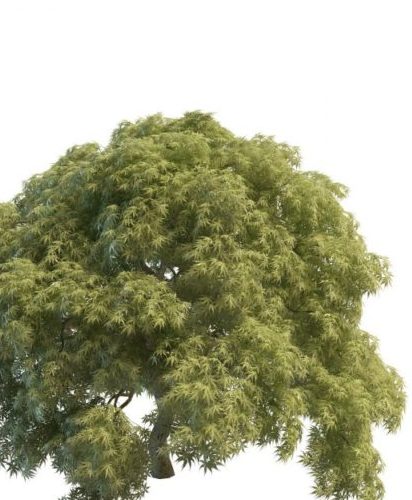 Nature Acer Palmatum Tree